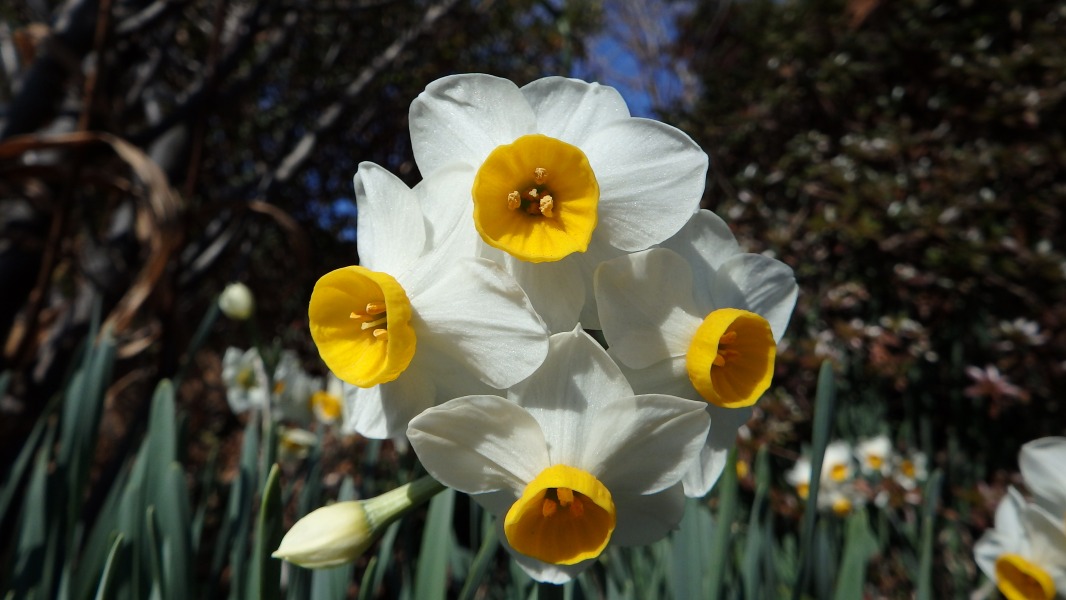 �m 19�^34 �n�@�X�C�Z���i����j�B�q�K���o�i�ȁB�����Ԃт�͓����̂R���̂݁B�O���R�����ӕЁi�����ւ�j�Ƃ̂��ƁB