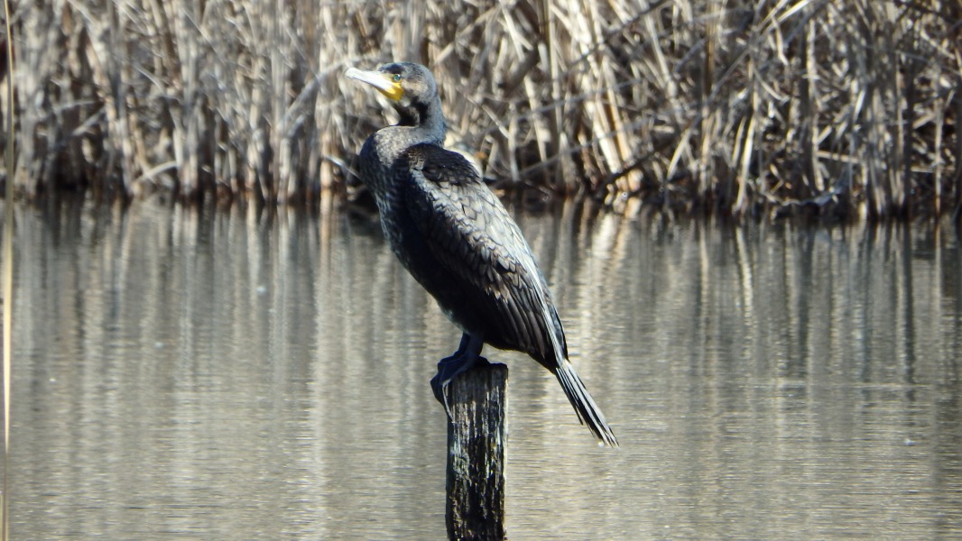 �m 24�^34 �n�@�J���E�i��L�j�B�y���J���ځE�E�ȁB�Y�[���C���B