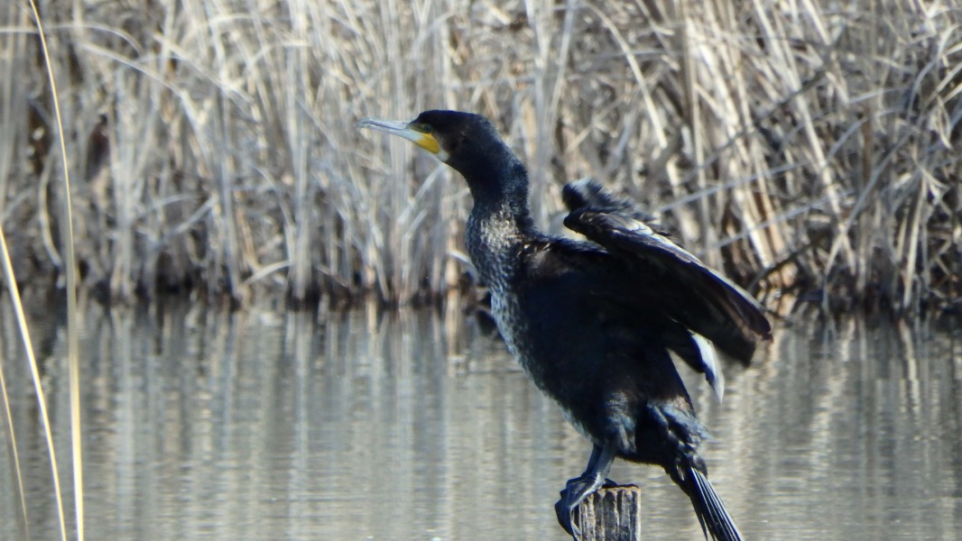 �m 25�^34 �n�@����B�H���L�����Ƃ���B