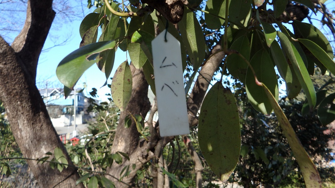 �m 3�^34 �n�@���؂̖��D�B�u���x�v�B���x�i��q�j�B�A�P�r�ȁB